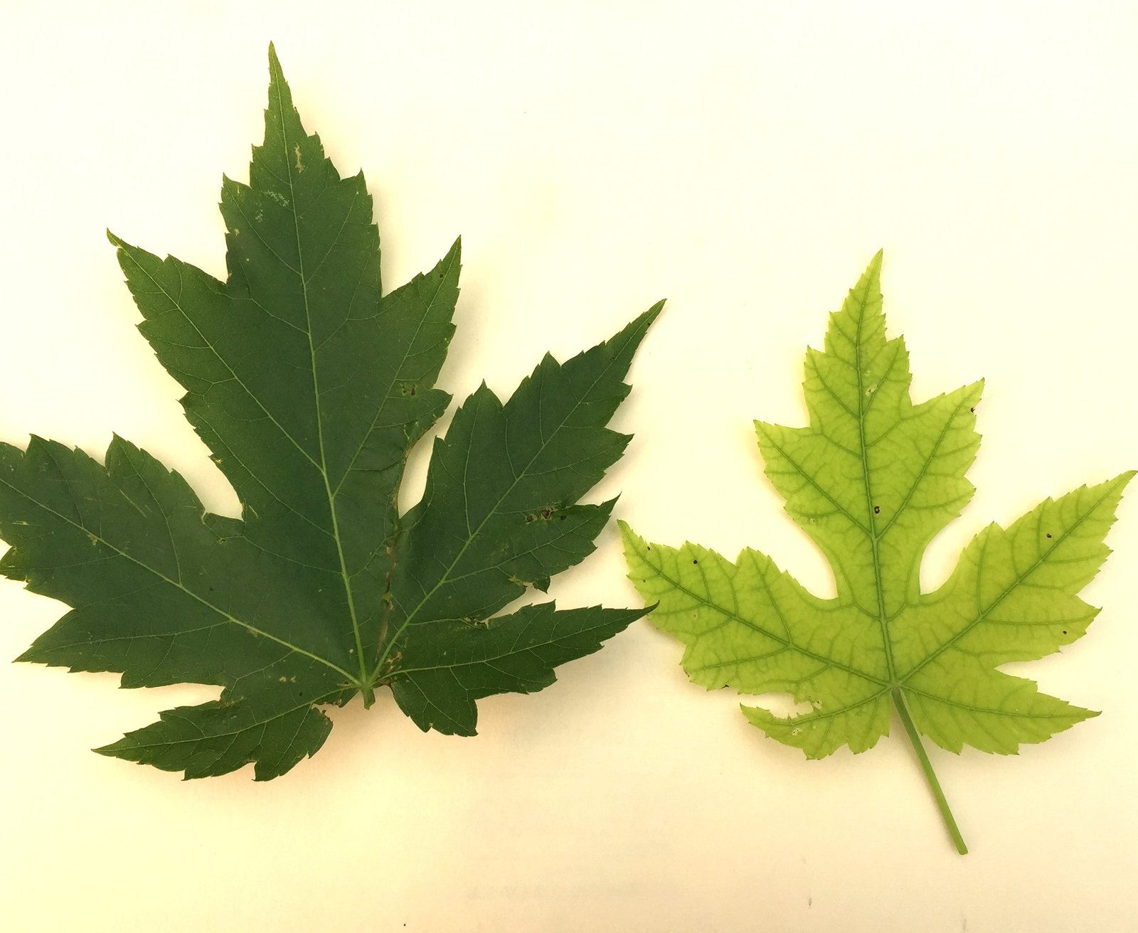 Maple leaves1