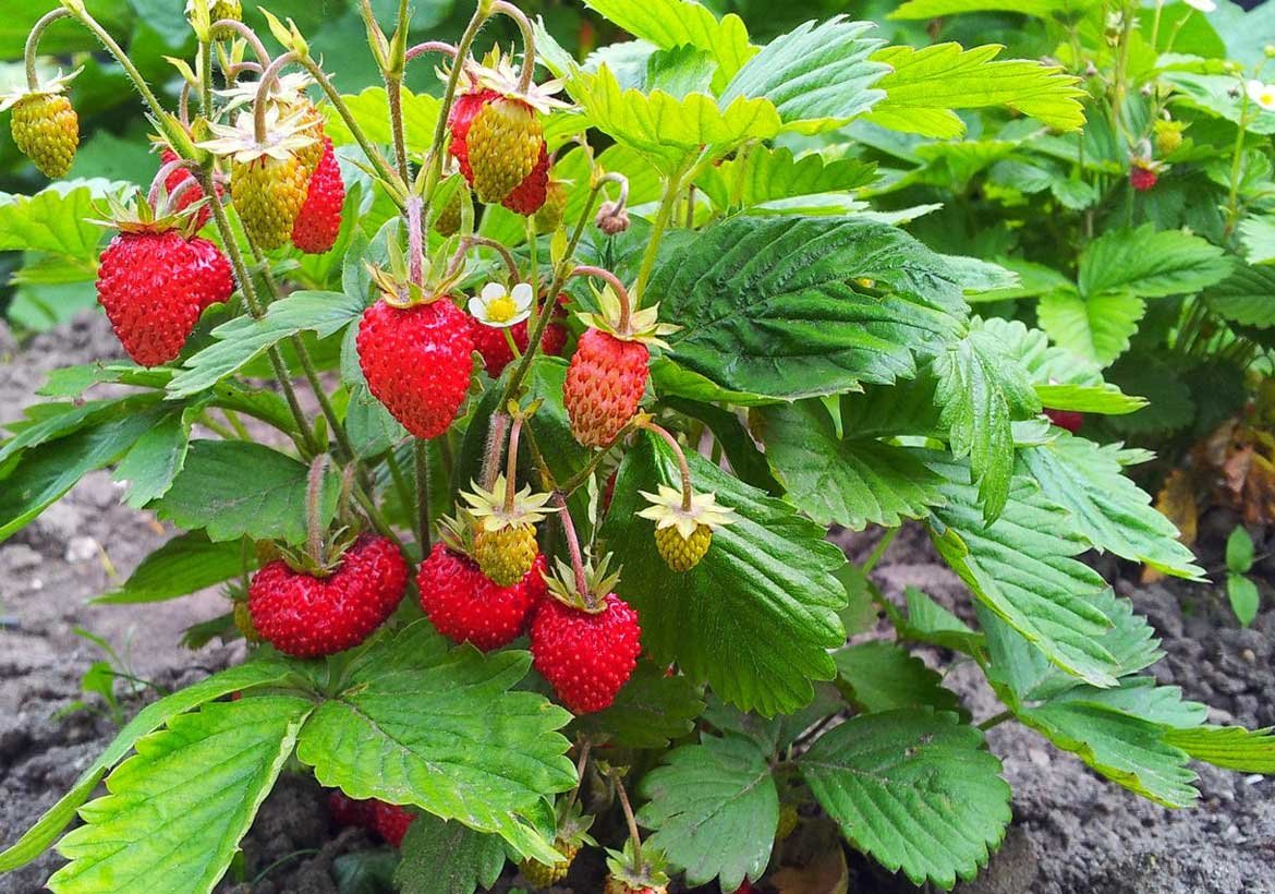 From Palest Pink to Deepest Red