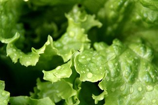 Calcium Foliar Sprays